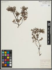 Foto von Salix repens subsp. repens L.